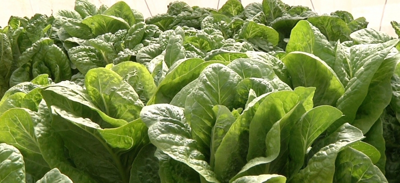  Lettuce ' successful experience of hydroponics in Palestine