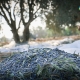 The olive harvest from the country of beauty and peace of khuza'a
